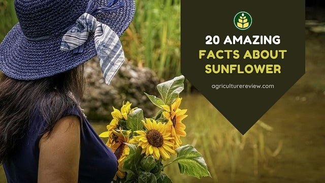 Sunflower Facts: 20 Amazing Facts About Sunflower