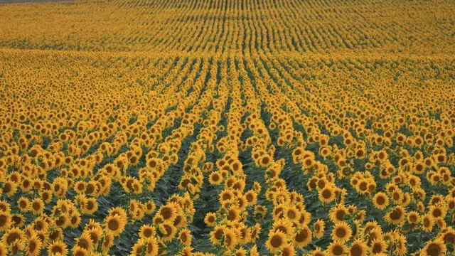 sunflower farm, sunflower seeds facts, facts, sunflower, flower facts