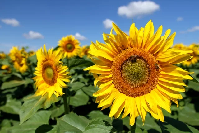 sunflower-oil-nutrition-facts, sunflower oil facts, sunflower oil, sunflower,