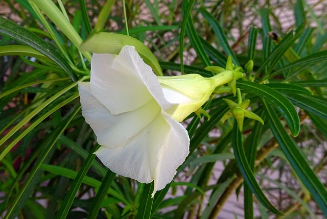 white oleander flower, oleander, grow yellow oleander, agriculture review,