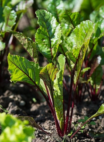 beetroot plant, grow beetroot, beetroot seed germination, sunlight for beetroot, fertilizer for beetroot, 