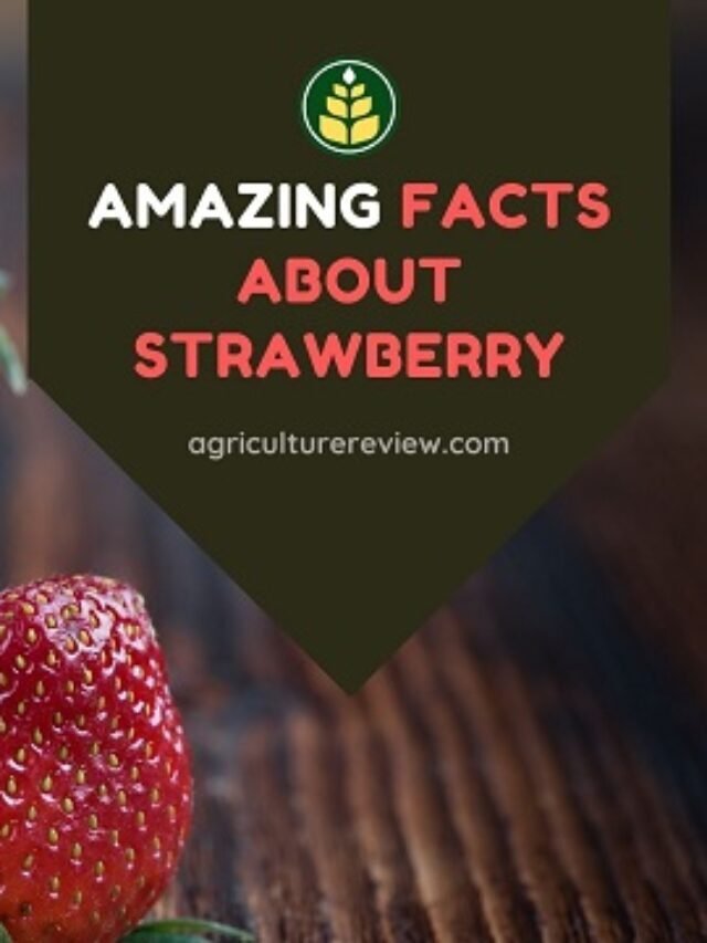 Amazing Strawberry Facts!