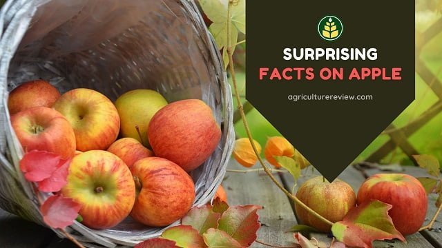 facts on apple, apple facts, facts about apple, world most expensive apple, longest apple tree, oldest apple tree, apple,