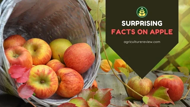Facts On Apple: Surprising Facts About Apples