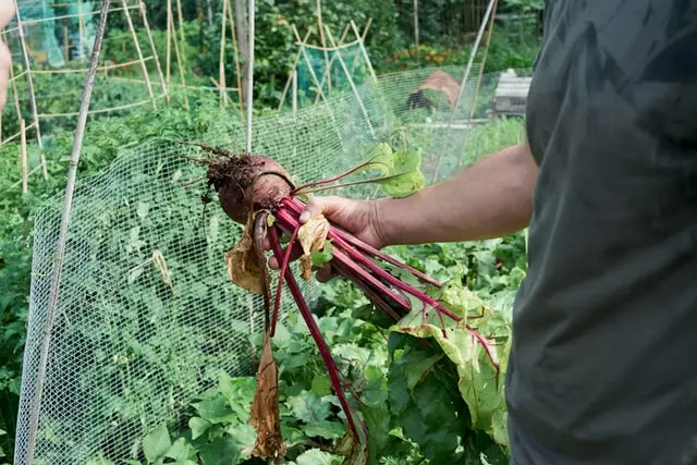 harvested beetroot, beetroot, root vegetable, growing beetroot, 