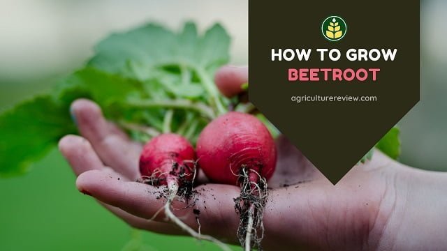 how to grow beetroot at home
