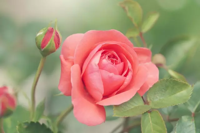 pink rose, rose cultivation, rose farming business, rose crop, rose farmer,