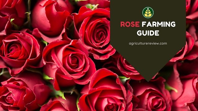 Rose Farming: Complete Guide On Farming Of Rose