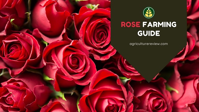 Rose Farming: Complete Guide On Farming Of Rose