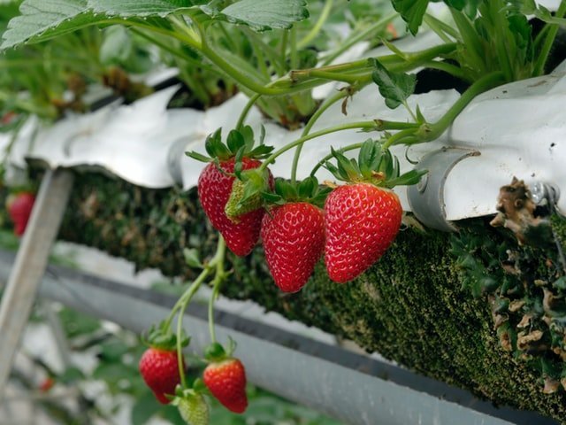 strawberry facts nutrition, strawberry nutrition facts, strawberry nutritional value, strawberry nutritional facts, 