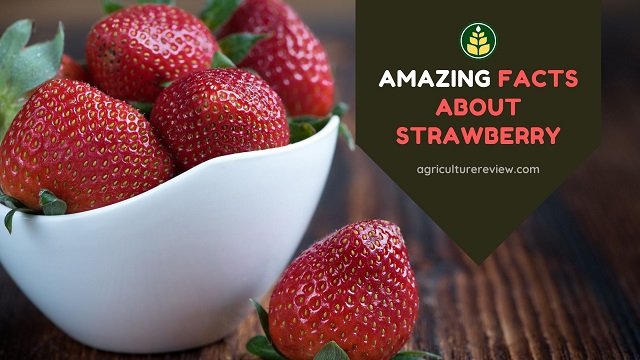 Strawberry Facts: 20 Amazing Facts About Strawberry