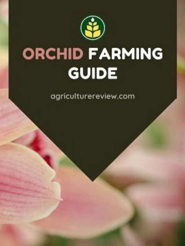 Orchid Farming Guide