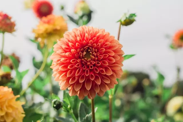 Dahlia, winter flower, which winter flower we can grow in garden, list of flowers that can grow in winters, 