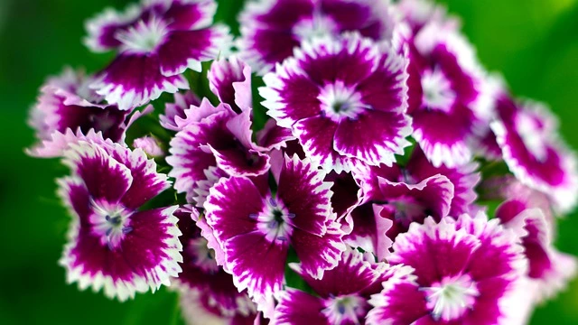 dianthus flower, winter flower, dianthus, pink dianthus, 