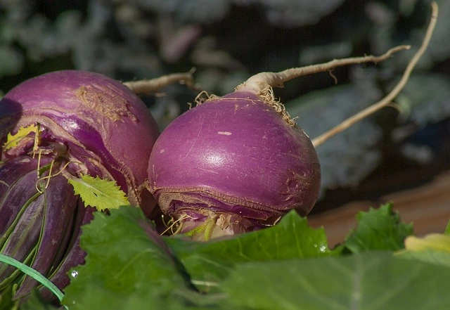 harvested turnip, how to harvest turnip, turnip growing, turnip care, when to plant turnip,