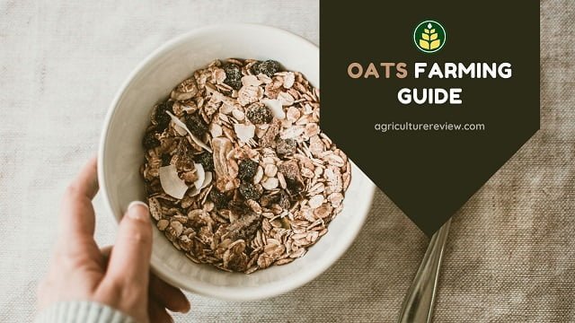 How To Grow Oat: Complete Guide To Oat Farming