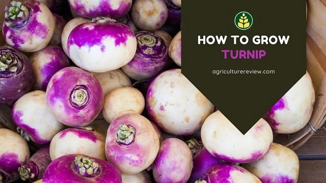 How To Grow Turnip: Gardening Tips & Advice