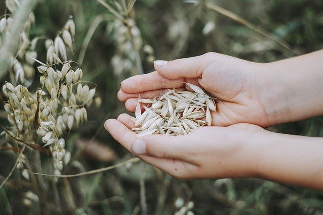 oats farming, grow oats, harvesting oats, oats yield, 