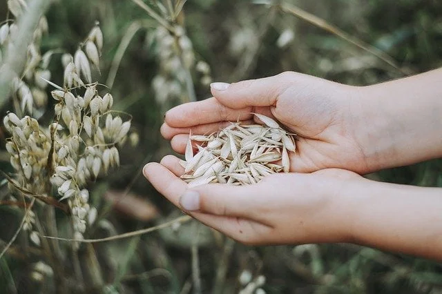 oats farming, grow oats, harvesting oats, oats yield,