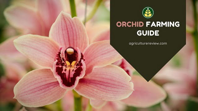 orchid farming, orchid cultivation, orchid farm, orchid origin, largest exporter of orchids, orchid, 