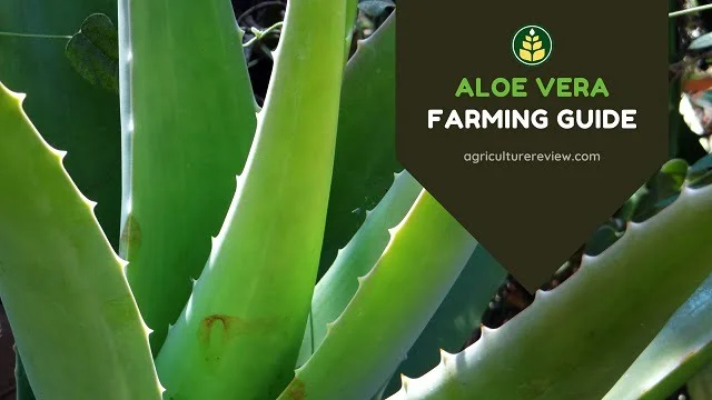 Aloe Vera Farming Guide: How To Start Cultivating Aloe Vera