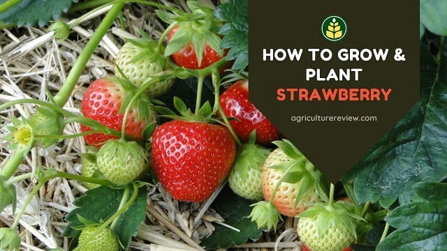 How To Grow & Plant Strawberry In Pot: Complete Guide