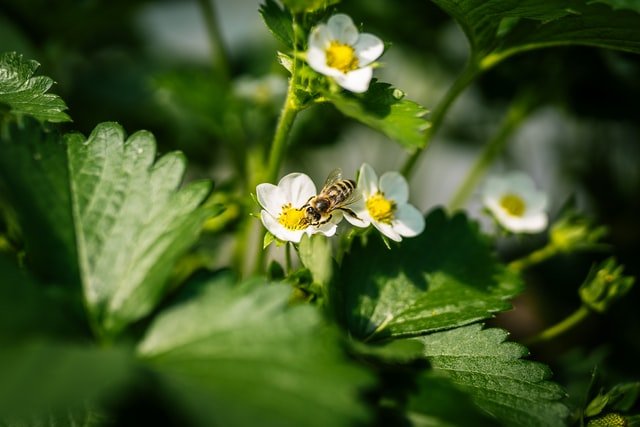 strawberry flower, strawberry, plant strawberry, grow strawberry, 