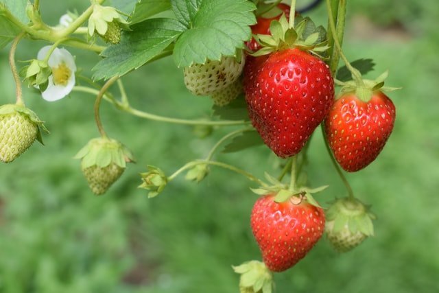 strawberry plant, how to plant strawberry,