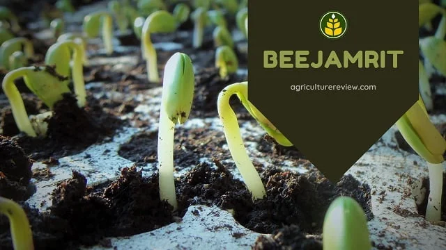 BEEJAMRIT: Learn How To Prepare And Use Beejamrit