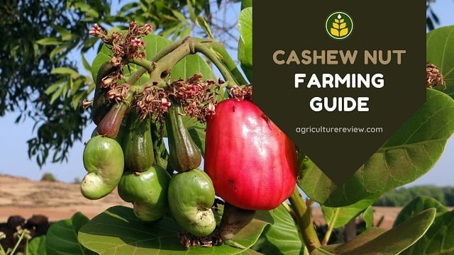 Cashew Nut Farming Guide: From Plantation To Harvesting Of Cashew