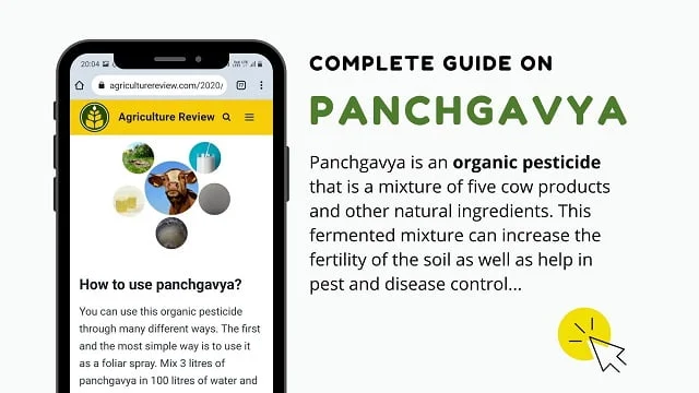 PANCHGAVYA ORGANIC PESTICIDE: How To Prepare And Benefits