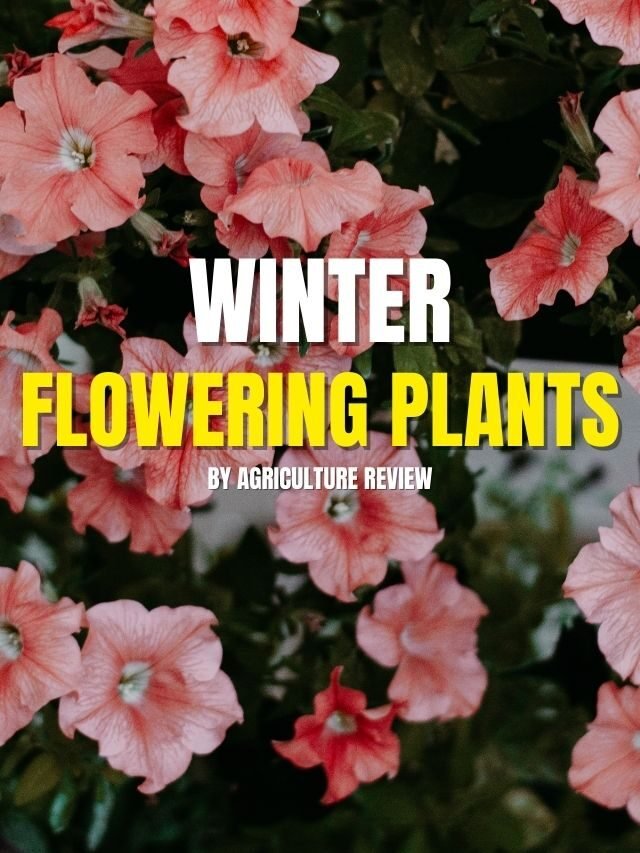 Winter Flowering Plants