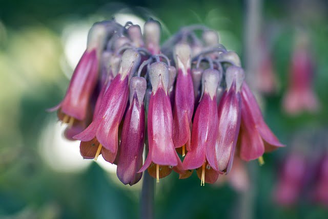 bryophullum flowers, kalanchoe, bryophyllum care,