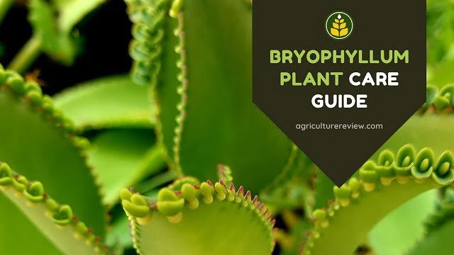 bryophyllum plant, bryophyllum pinnatum, how to grow