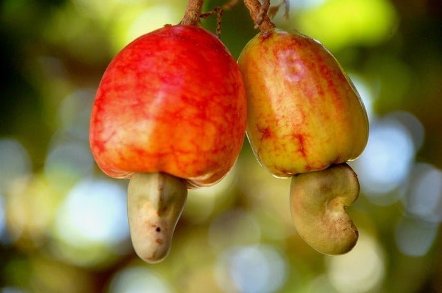 cashew nut tree, cashew nut, cashew farming, 