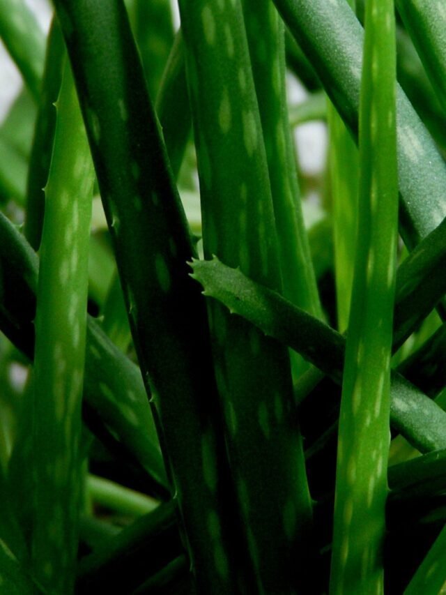 Aloe Vera Farming Guide