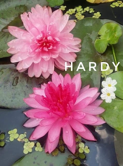 hardy rhizome,