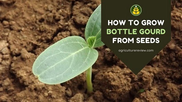 how to grow bottle gourd from seeds, bottle gourd seed germination. 