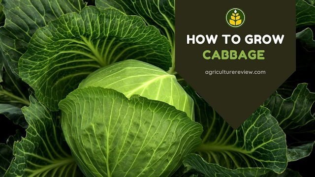 how to grow cabbage, 