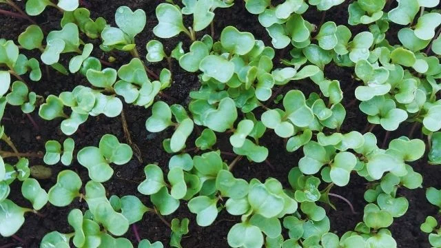 cauliflower-seedlings