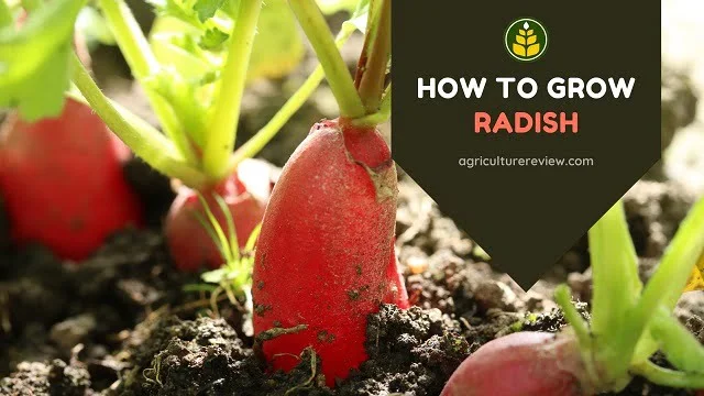 HOW TO GROW RADISH: Complete Guide On Growing Radish