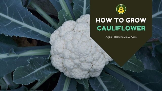 Guide On How To “Start Growing A Cauliflower”