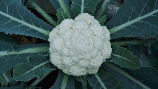 cauliflower harvesting, cauliflower head, 