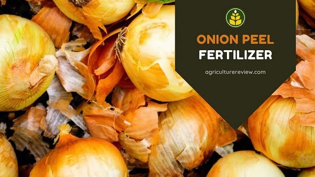 ONION PEEL FERTILIZER: How To Prepare And  Use