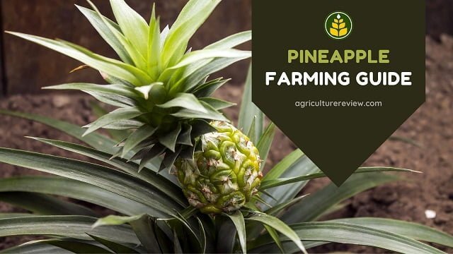 pineapple farming, cultivation of pineapple, pineapple crop, 