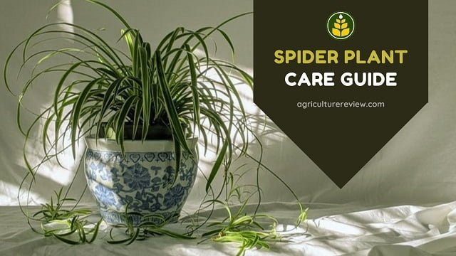 SPIDER PLANT CARE: How To Grow And Care For Spider Plant