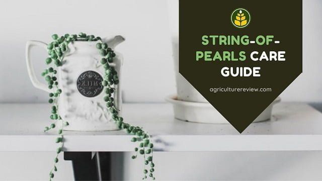 String Of Pearls Care Guide: How To Care & Propagate