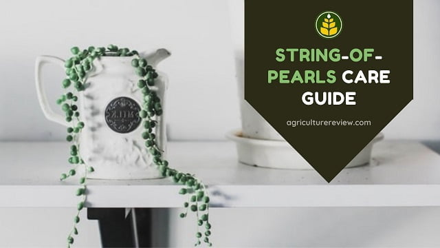 string-of-pearls-care-guide