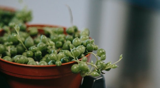 string-of-pearls-propagation