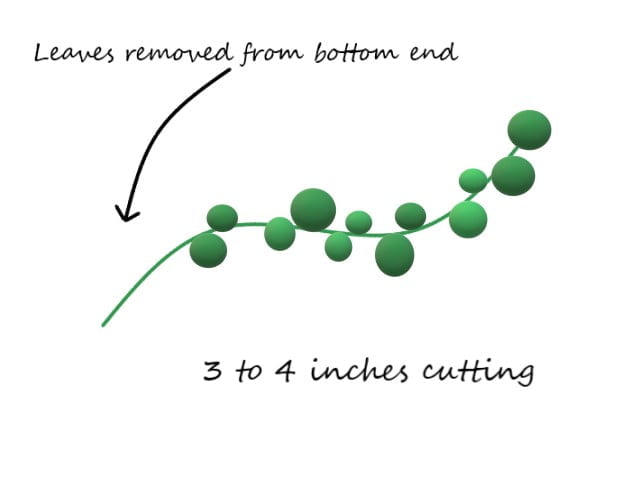 stem-cuttings